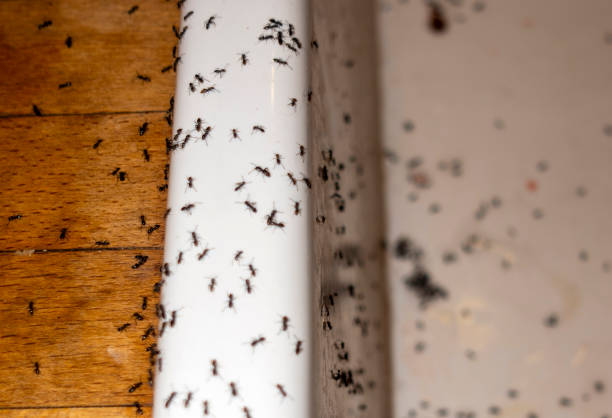 Best Best Pest Control Companies  in East Los Angeles, CA